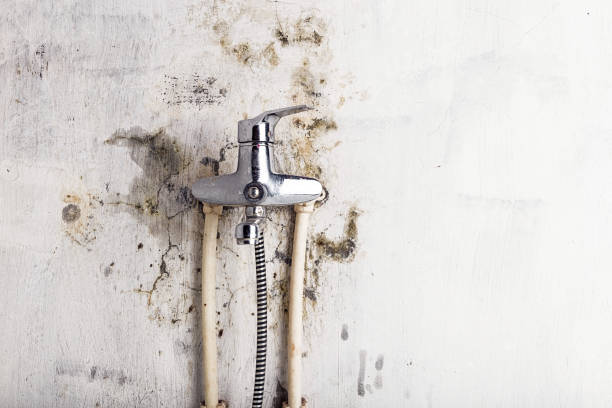Best Mold Remediation for Schools in Tomah, WI