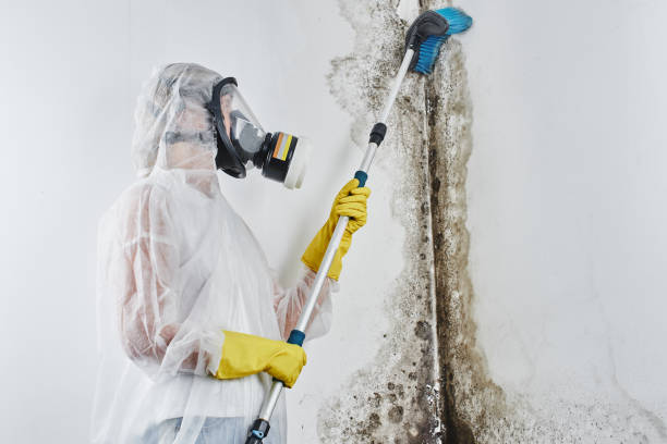 Best Bathroom Mold Remediation in Tomah, WI