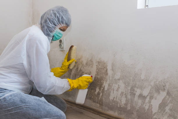 Best Basement Mold Remediation in Tomah, WI