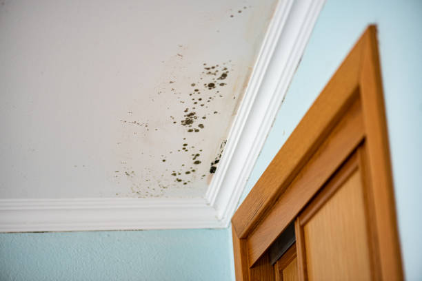 Best Mold Testing and Inspection Services in Tomah, WI