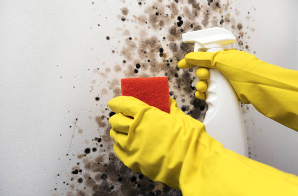 Best Attic Mold Remediation in Tomah, WI