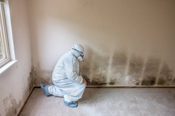 Best Mold Testing and Inspection Services in Tomah, WI