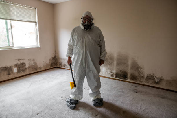 Best DIY Mold Remediation Support Services in Tomah, WI