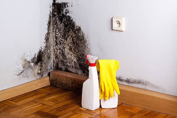 Best HVAC Mold Remediation in Tomah, WI