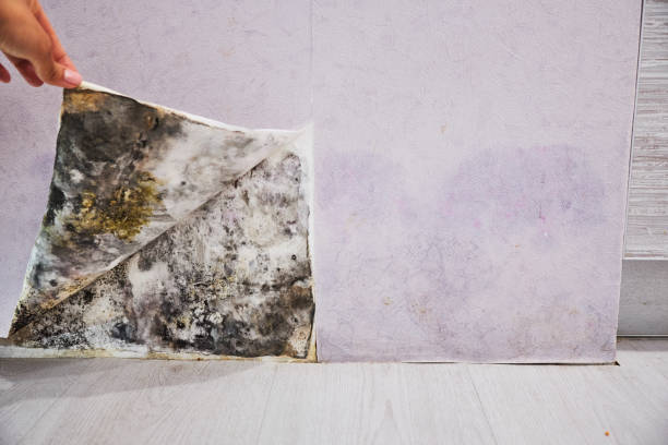 Best Bathroom Mold Remediation in Tomah, WI